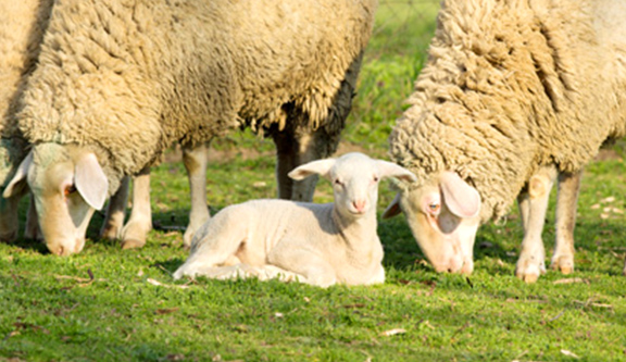 写真:羊とともにある生活